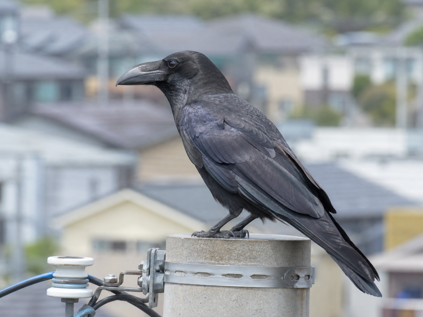 ハシブトガラス