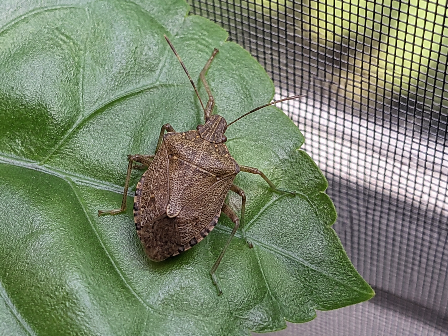 カメムシ